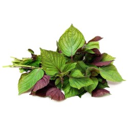 Purple Perilla/Shiso Leaves...